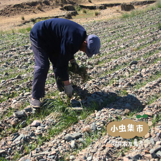 生态砂地红光头无盐鸡蛋面 300g/袋 I 来自甘肃河西走廊的旱砂地带，生产者：尹发华 &【公平贸易农人定价】 商品图7