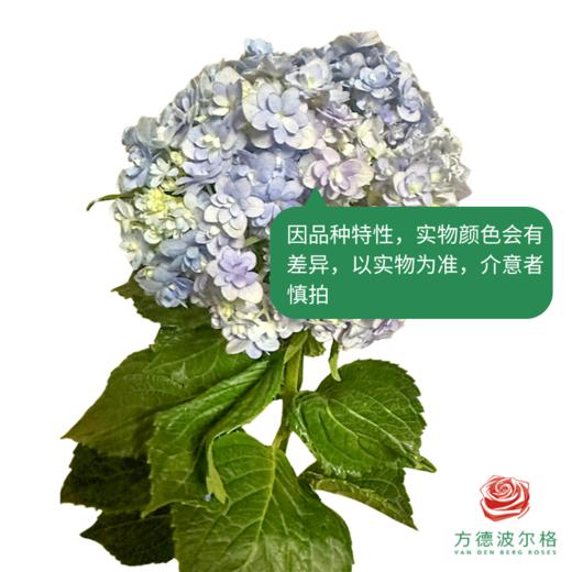 市场绣球 彩色花手鞠 商品图5