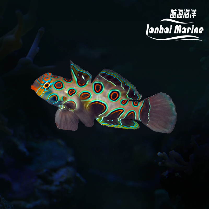 圆点青蛙（吃虫子）