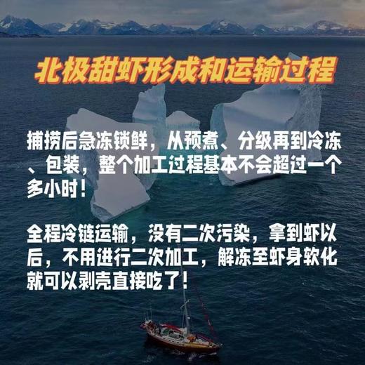 热销爆卖！顺丰冷链发货！2024年90-120 头籽/ 黄腹籽 丹麦进口 北极甜虾 🍤解冻即食🍤肉质鲜嫩 🍤免去虾线 🍤低脂高蛋白🍤极寒无污染深海捕捞 商品图3