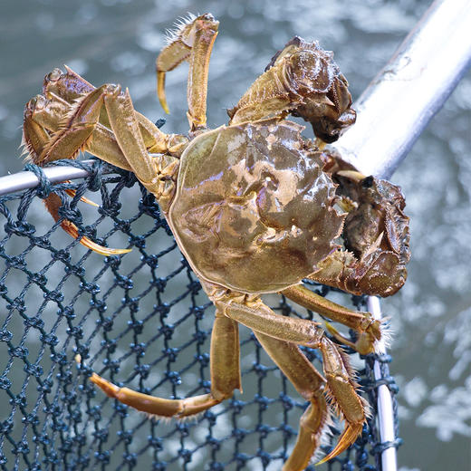 【新孟河大闸蟹礼卡8只装】新孟河M1808型大闸蟹礼品卡 3两母蟹*4只+4两公蟹*4只 生态养殖 出口品质 商品图7