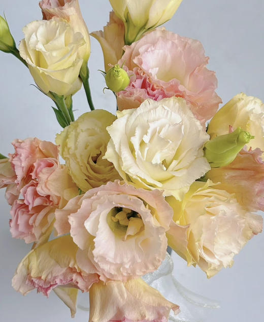 国产花材-【洋桔梗】香槟色 商品图0