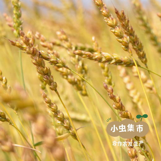 生态砂地红光头无盐鸡蛋面 300g/袋 I 来自甘肃河西走廊的旱砂地带，生产者：尹发华 &【公平贸易农人定价】 商品图13