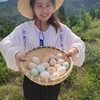 【厂商直发】有机山鸡蛋30枚无抗无农残散养新鲜土鸡蛋有机认证 商品缩略图3