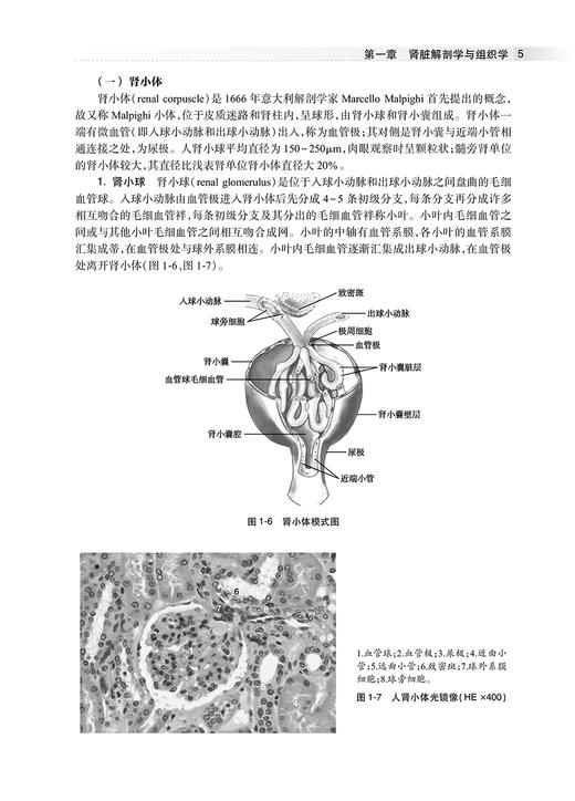 肾脏药理学 肾功能障碍的病理机制和研究方法 正常和异常状态下的肾脏药物代谢动力学 人民卫生出版社 9787117338080 商品图3