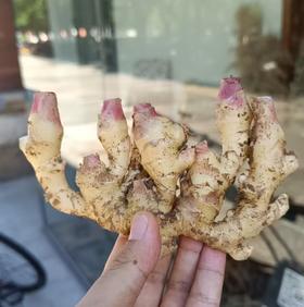 亮亮农场 生态小黄姜