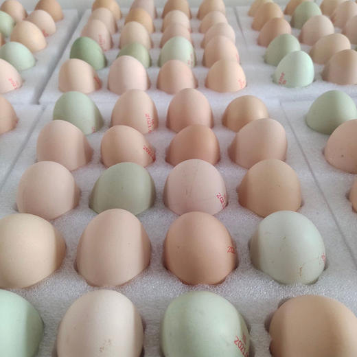 【厂商直发】有机山鸡蛋30枚无抗无农残散养新鲜土鸡蛋有机认证 商品图10