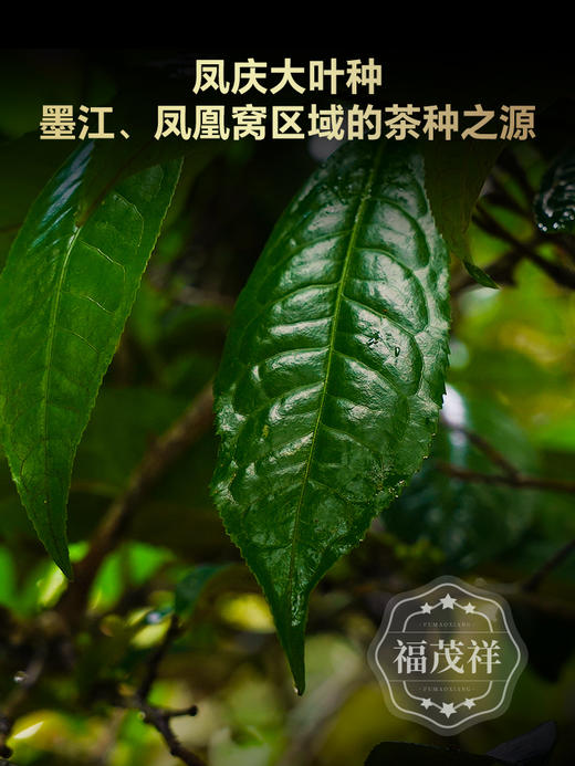 【大龙潭紫砂罐】藏在临沧深山里的金凤凰 2020年春茶云南临沧大龙潭普洱生茶撬饼紫砂罐装300g 商品图2