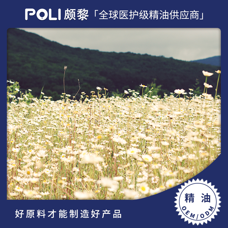 中国罗马洋甘菊单方精油 按摩精油原料批发 颇黎白菊精油原料