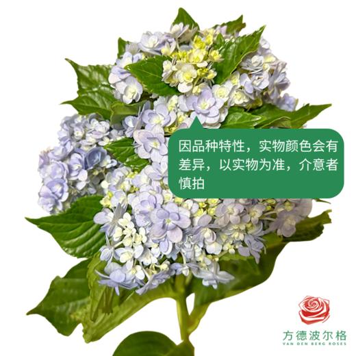 市场绣球 彩色花手鞠 商品图3