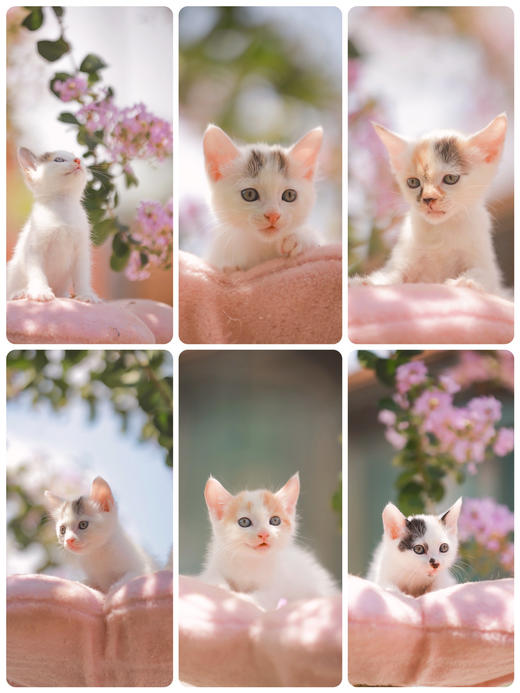 糗糗庄园猫猫电子照片 商品图7