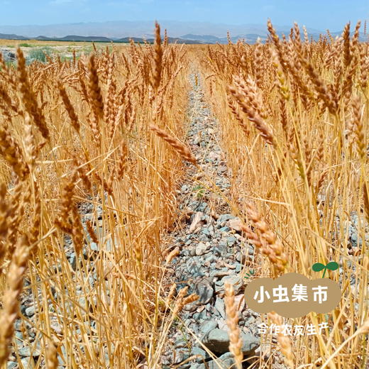 生态砂地红光头无盐鸡蛋面 300g/袋 I 来自甘肃河西走廊的旱砂地带，生产者：尹发华 &【公平贸易农人定价】 商品图12