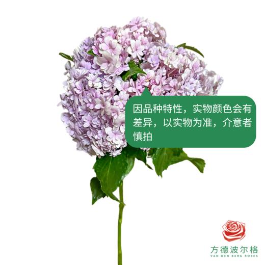 市场绣球 彩色花手鞠 商品图4