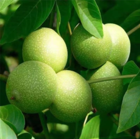 新疆阿克苏纸皮新鲜青皮核桃5斤/箱