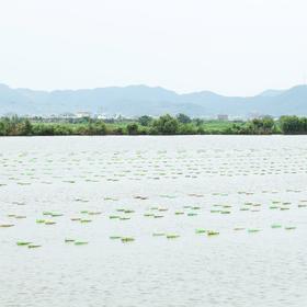  【介绍篇】珍珠养成记 