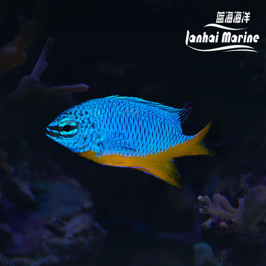 黄肚蓝魔 商品图0