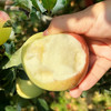 北京新下树美八苹果 自然成熟  现摘现发沙脆多汁 苹果新鲜水果礼盒装 商品缩略图2