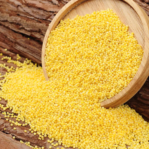 周大黑美味可口真空包装小米500克*3袋装 香糯绵软 米油丰富 商品图2