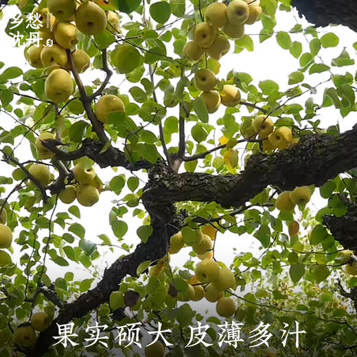 【安徽砀山】鲜梨熬制纯梨膏无添加一瓶200g 商品图5