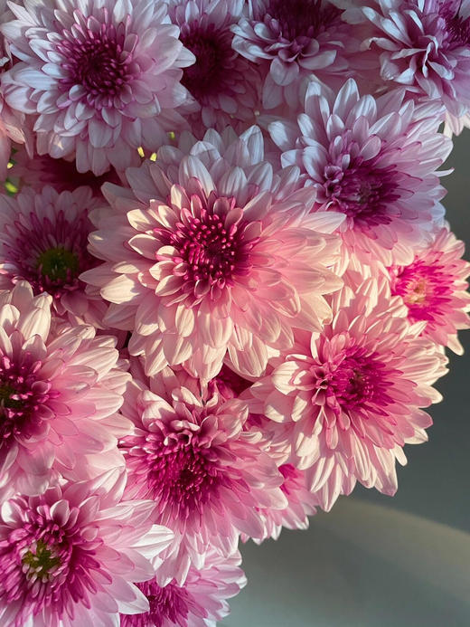 【AB级粉丹特小雏菊】5支/份 商品图4