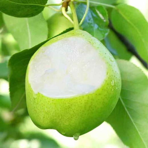 静宁早酥梨  当季新鲜水果  薄皮多汁 商品图3