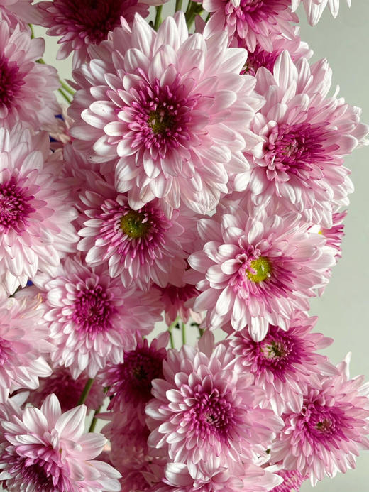 【AB级粉丹特小雏菊】5支/份 商品图7