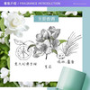 【海关保税直发】伊丽莎白雅顿绿茶香水-持久淡香香氛清新-30ml-50ml-会员5折 商品缩略图3
