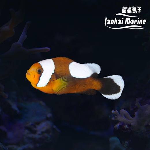 安背小丑 商品图0