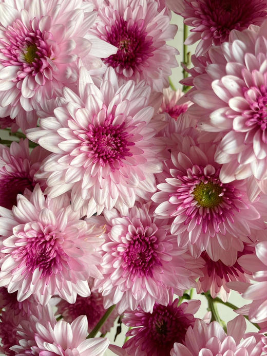 【AB级粉丹特小雏菊】5支/份 商品图5