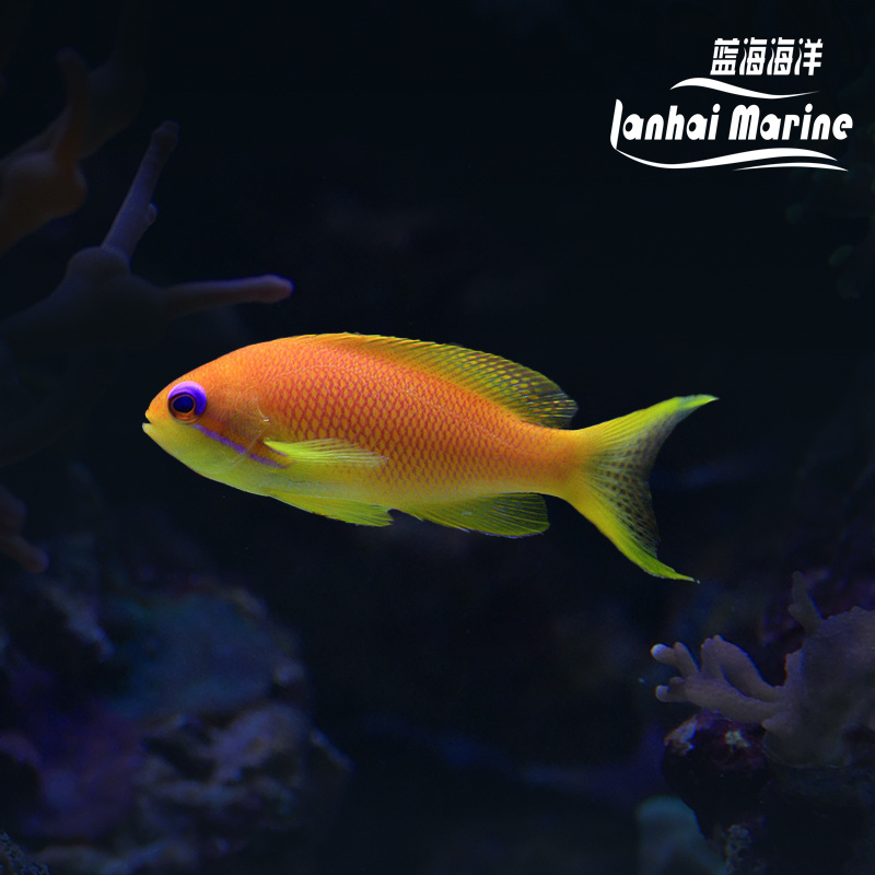 马代蓝眼宝石 母