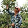 北京新下树美八苹果 自然成熟  现摘现发沙脆多汁 苹果新鲜水果礼盒装 商品缩略图1