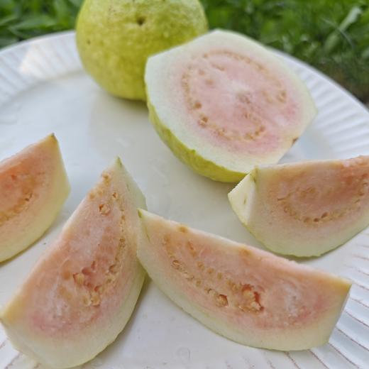 胭脂红番石榴夏季果（口味偏淡） | 绿家自产 * Carmine guava | Self-production 商品图0
