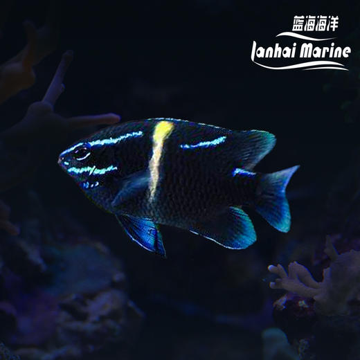 蓝丝绒 商品图0