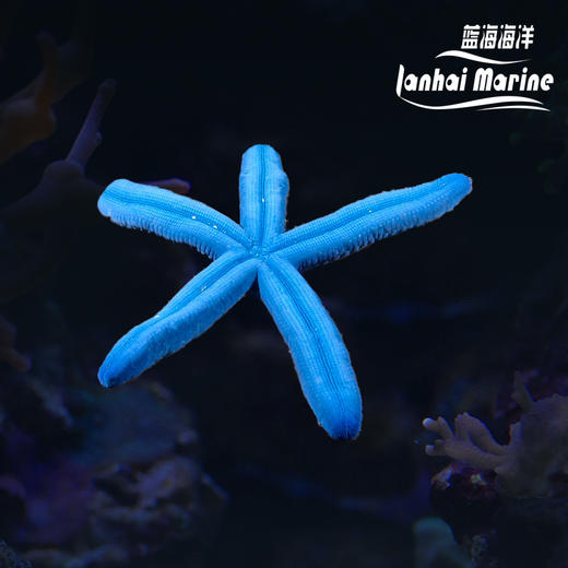 蓝海星 商品图0