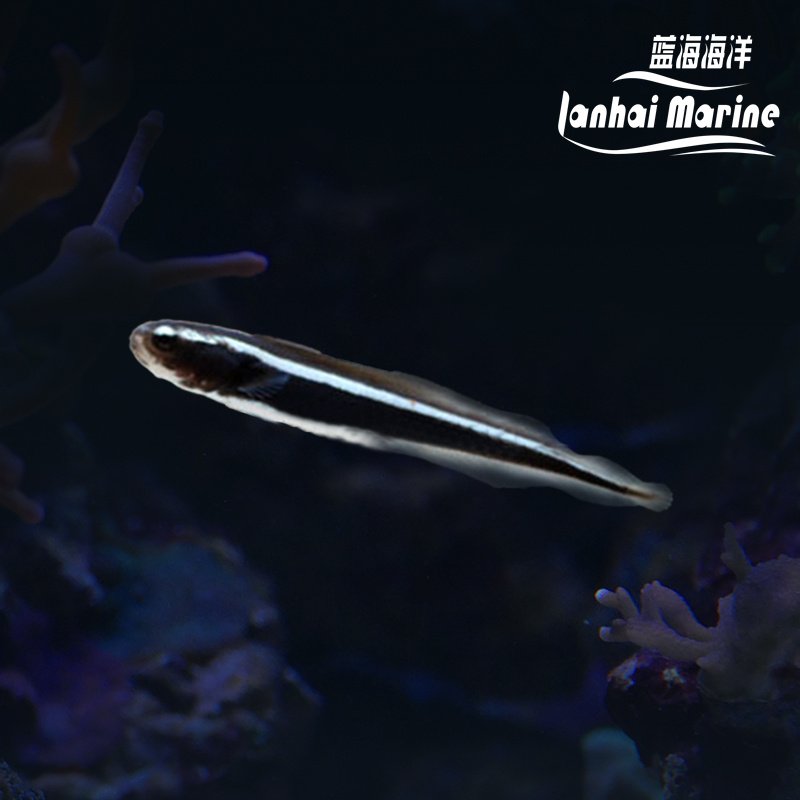 工兵虾虎（拟态猫须）