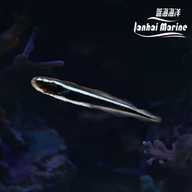 工兵虾虎（拟态猫须）