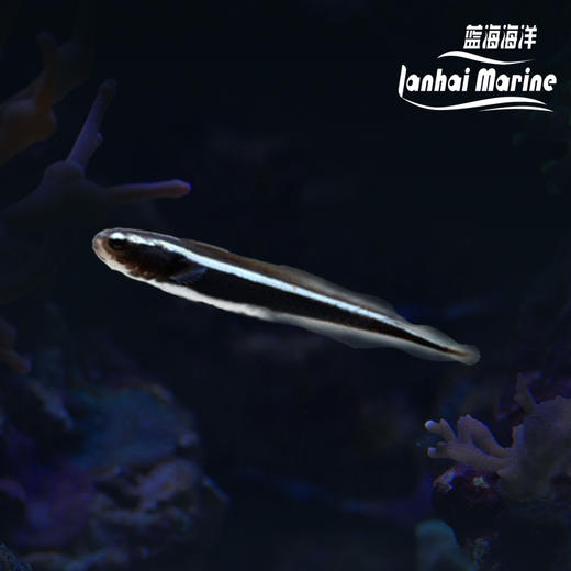 工兵虾虎（拟态猫须） 商品图0