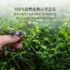 几分之几北欧越橘野生蓝莓干80g 商品缩略图1