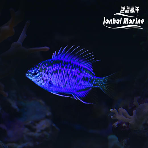 蓝宝石魔 商品图6