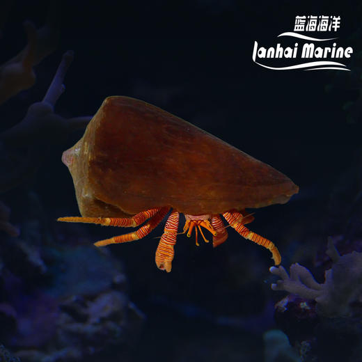 橙斑节寄居蟹 商品图0