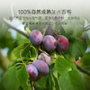 几分之几加州无核西梅干125g 商品缩略图1