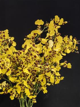 精品跳舞兰熊猫文心兰10支