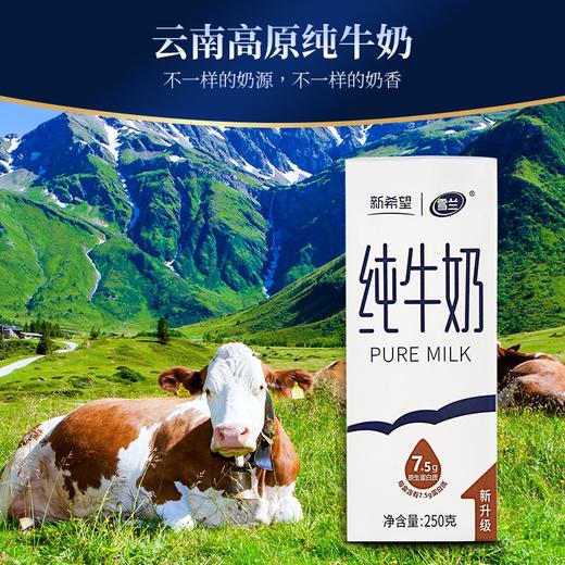 新希望苗条砖全脂纯牛奶早餐学生成人牛奶250g/盒3.0g/3.2g乳蛋白随机发 【1提装】全脂纯牛奶16盒 商品图3