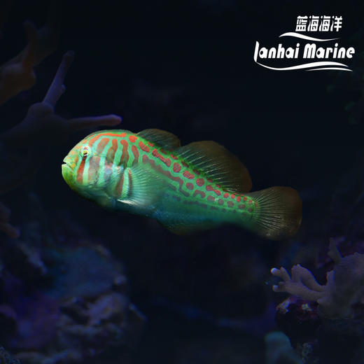 绿蟋蟀 商品图0