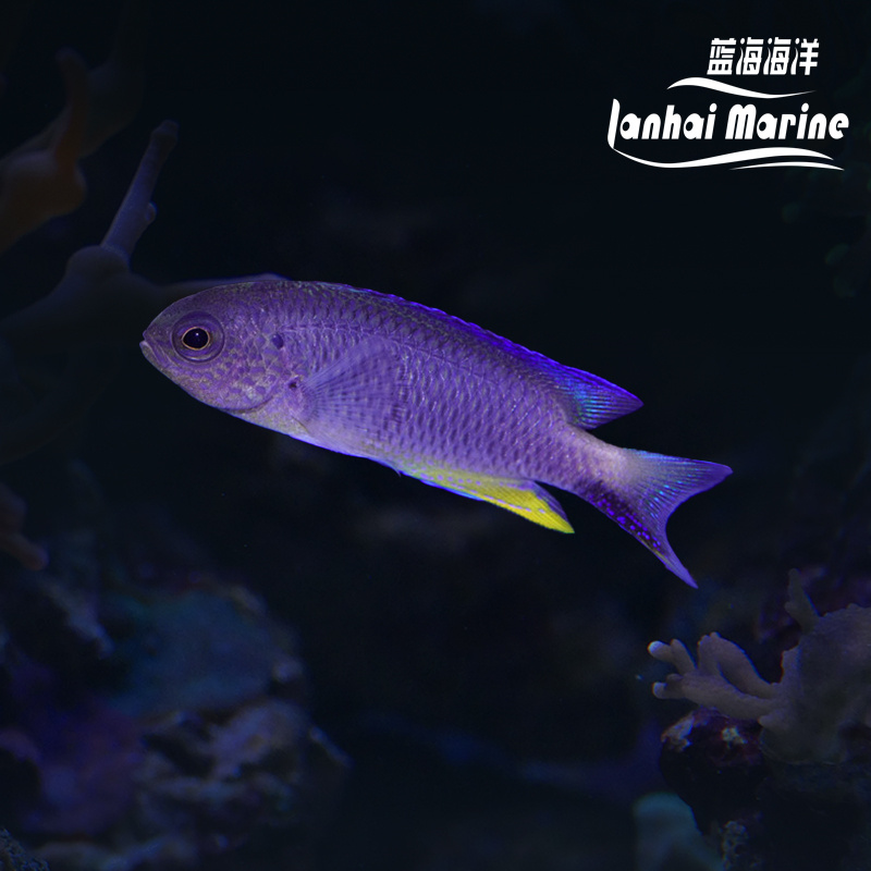 闪电魔（子弹魔）