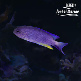 闪电魔（子弹魔）