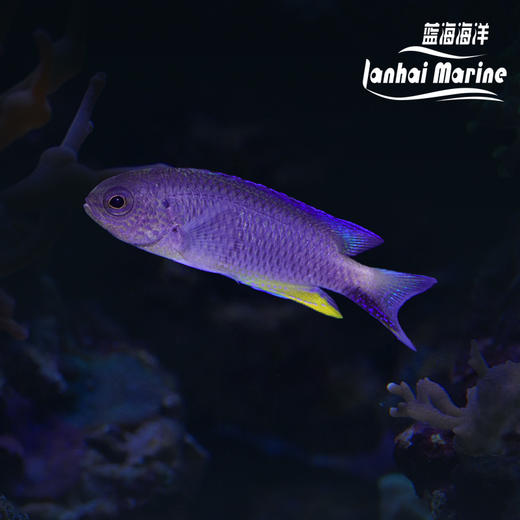 闪电魔（子弹魔） 商品图0