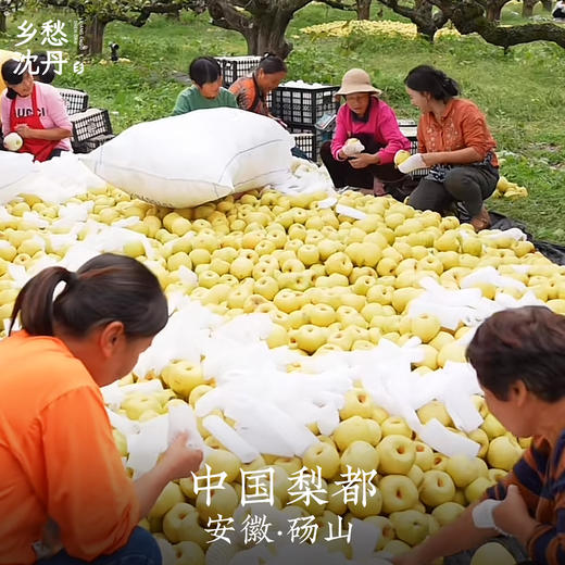 【安徽砀山】鲜梨熬制纯梨膏无添加一瓶200g 商品图4