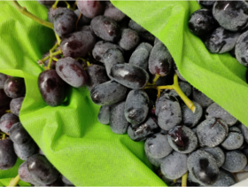 黑加仑无籽提子2斤