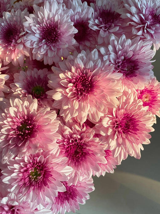 【AB级粉丹特小雏菊】5支/份 商品图3